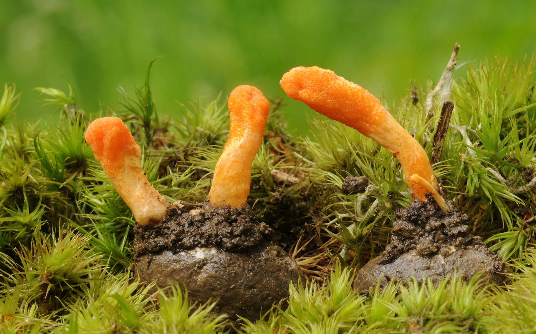 Lire la suite à propos de l’article 6 bienfaits du Cordyceps