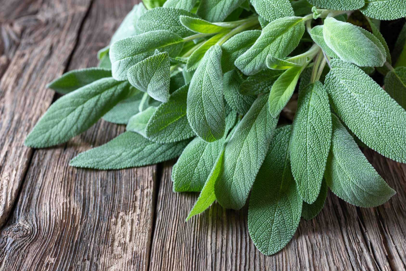 Lire la suite à propos de l’article Quels sont les avantages de la sauge officinale ?