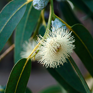 Lire la suite à propos de l’article l’eucalyptus globuleux pour la santé