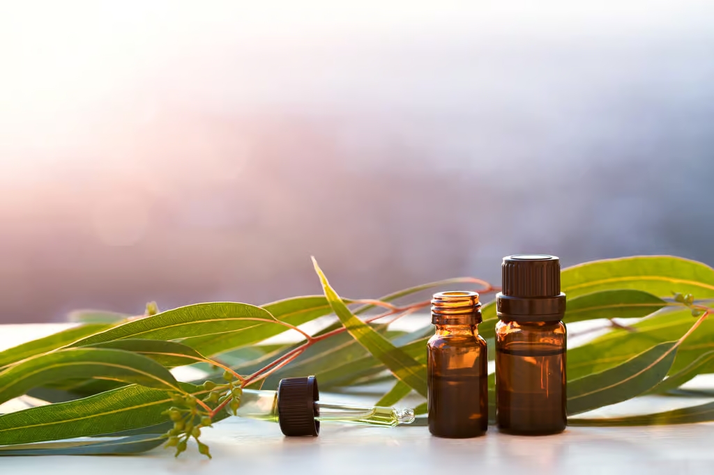 Lire la suite à propos de l’article Dégager les bronches par l’huile essentielle d’eucalyptus
