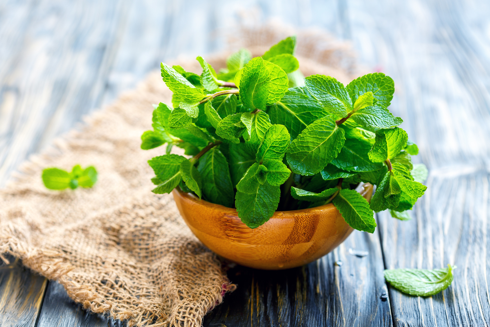 Lire la suite à propos de l’article Quels avantages pour les menthes (Mentha)