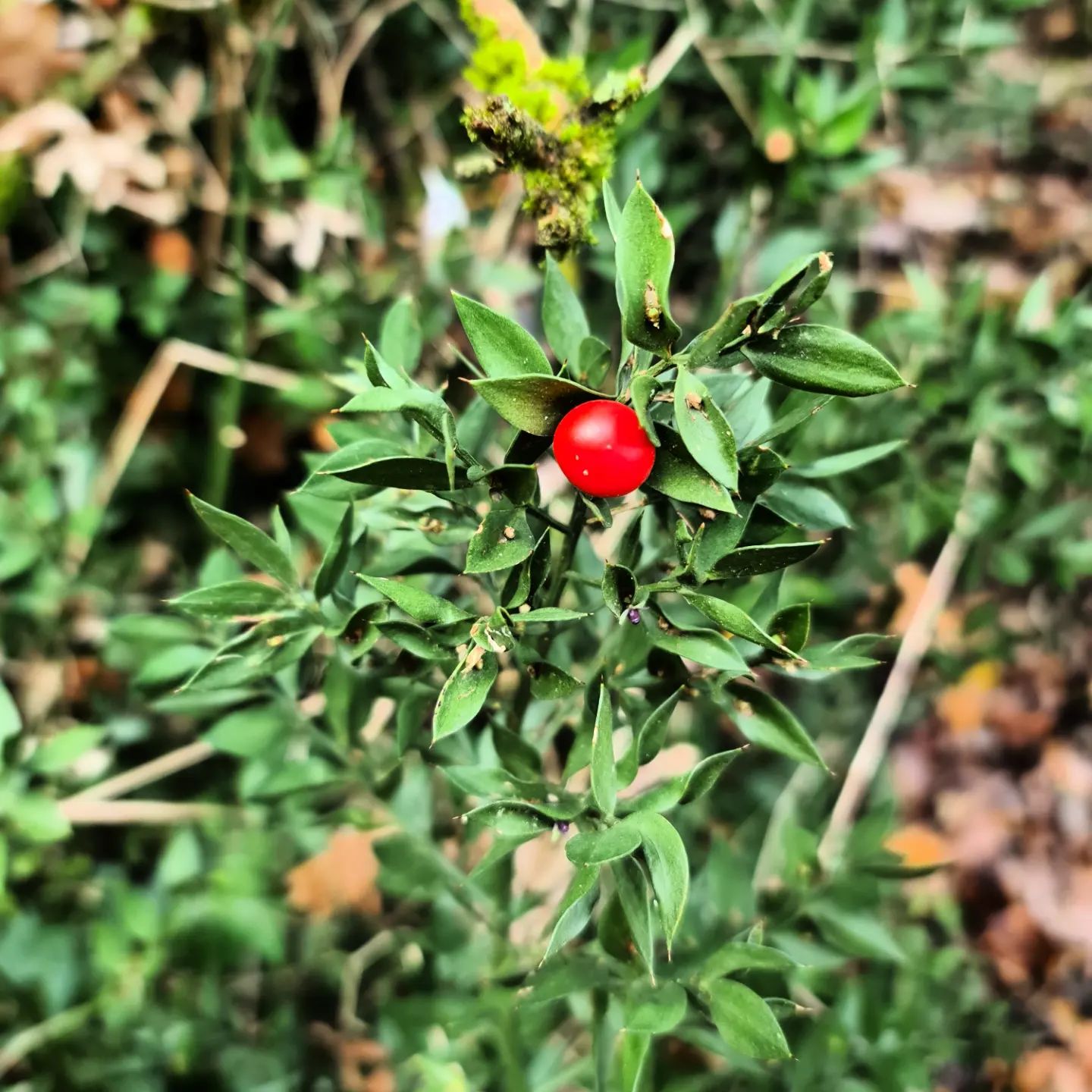 Lire la suite à propos de l’article Fragon petit-houx (Ruscus aculeatus)